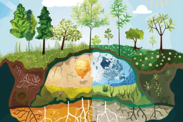 nutrient-cycling-carbon-nitrogen-oxygen