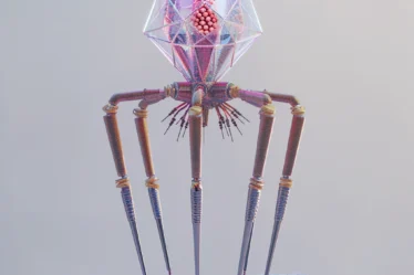 bacteriophage-virus-lytic-lysogenic-cycles