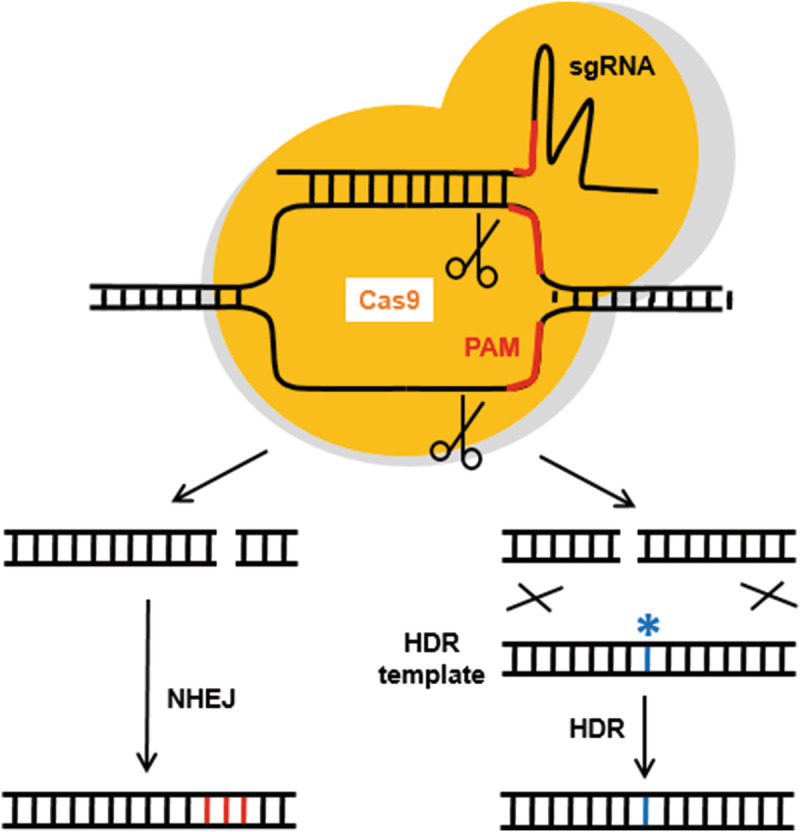crispr-cas9