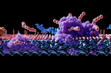 Translation in biology explained through tRNA binding to mRNA codons during polypeptide synthesis